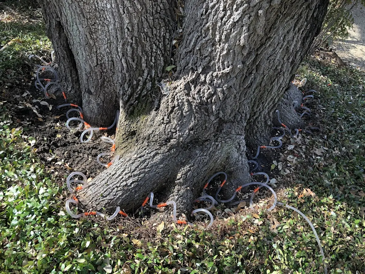 Detailed Tree Cabling and Bracing job site in Big Arm