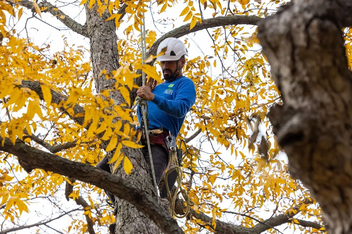 Skilled Storm Damage Cleanup crew working in Big Arm